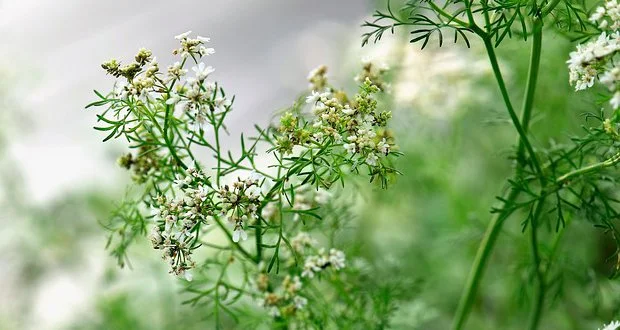 infusion de cilantro